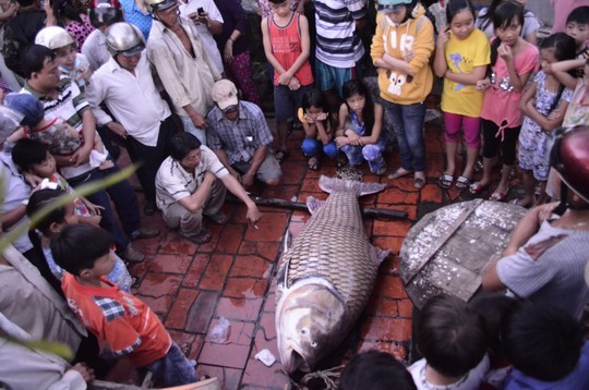 Ngày 6/12/2014, ngư dân Nguyễn Văn Minh trong lúc đánh cá đã bắt được một con cá hô vàng “khủng” nặng 130 kg trên sông Cổ Chiên, đoạn chảy qua địa bàn huyện Mang Thít, tỉnh Vĩnh Long. Ảnh: Người Lao Động.